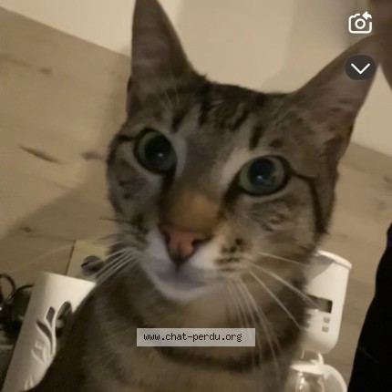 Photo of a cat found in Beaumont De Lomagne