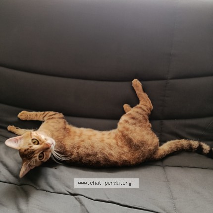 Photo of a cat found in Montauban