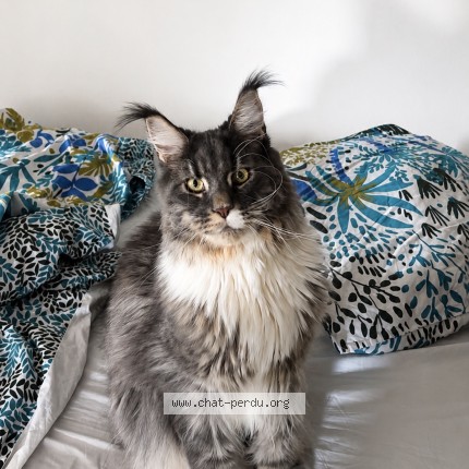 Photo of a cat found in Virecourt