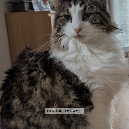 Photo of a cat found in Chatou