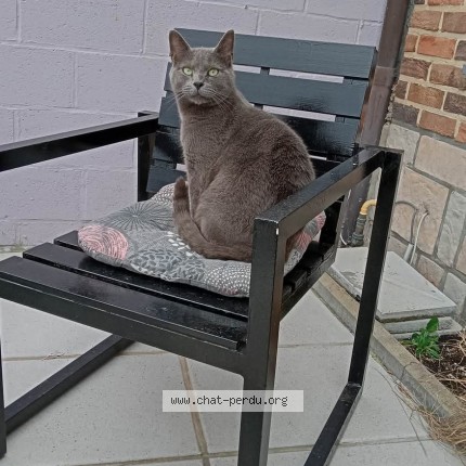 Foto 1/1 bébé Kat vermist in Evere