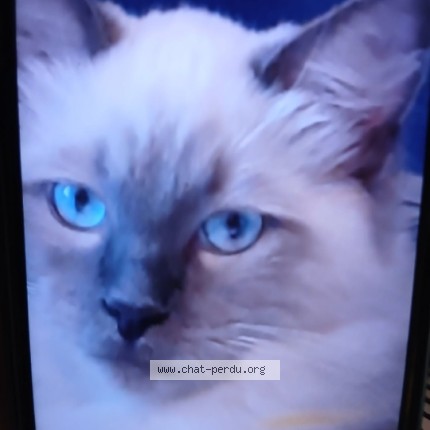 Photo of a cat found in Saires La Verrerie