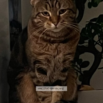 Photo of a cat found in Pontault Combault