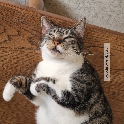 Photo of a cat found in Plaizac