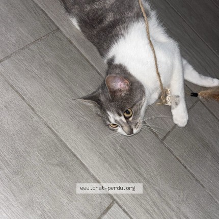 Photo of a cat found in Bourges
