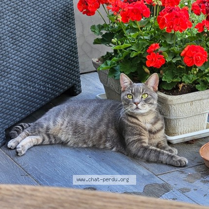 Photo of a cat found in Mundolsheim