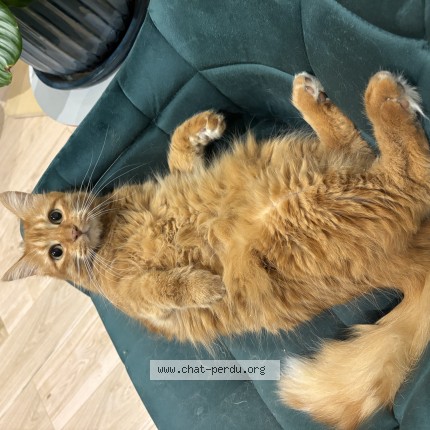 Photo of a cat found in Marcilly Les Buxy