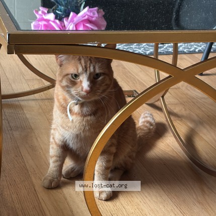 Photo 1/1 clover Cat lost in Washington Township Nj