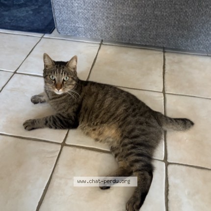 Photo of a cat found in Nantes