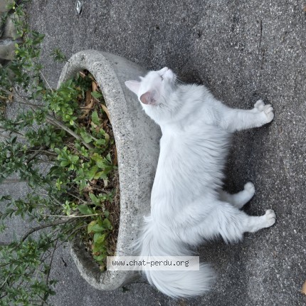 Foto 1/1 Gefundene Katze Gefunden in Carouge