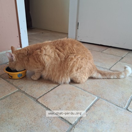 Foto 1/1 cappu Kat vermist in Lasnes