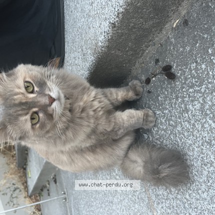 Photo of a cat found in Rennes