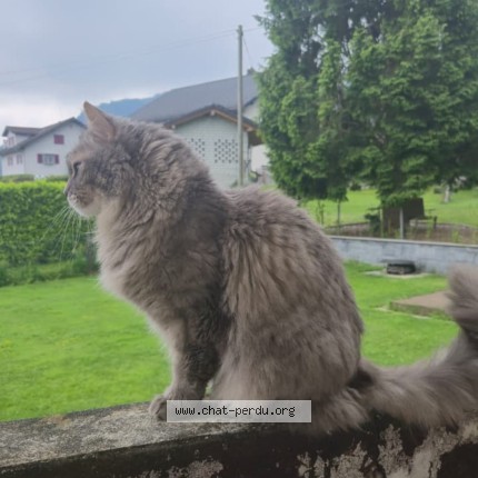Foto 1/1 Wiedergefundene Katze Verloren in Collombey Muraz