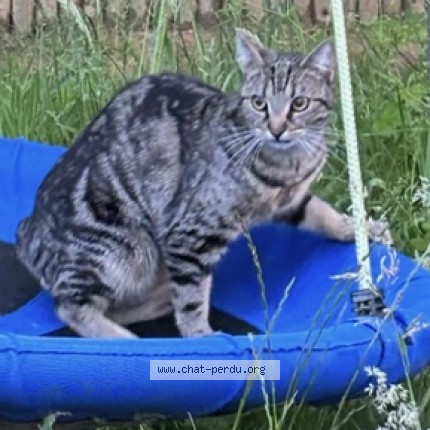 Photo of a cat found in Woluwe Saint Lambert