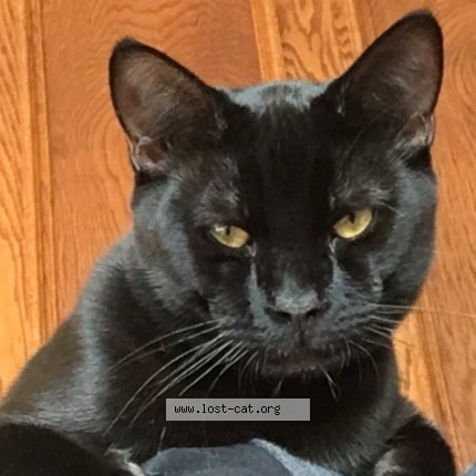 Photo 3/5 Pest Cat lost in Eagle Mountion