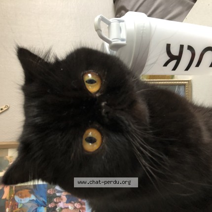Photo of a cat found in Eragny
