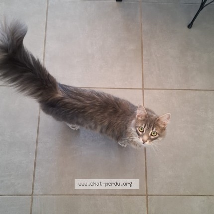 Photo of a cat found in Orgueil