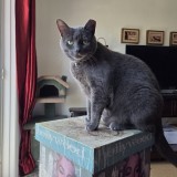 Millie