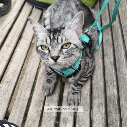 Foto 1/3 chouchou Kat vermist in Anderlecht