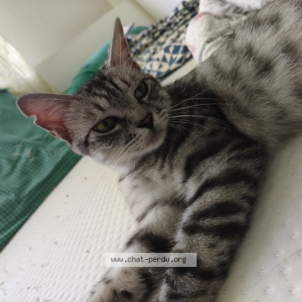 Foto 2/3 chouchou Kat vermist in Anderlecht
