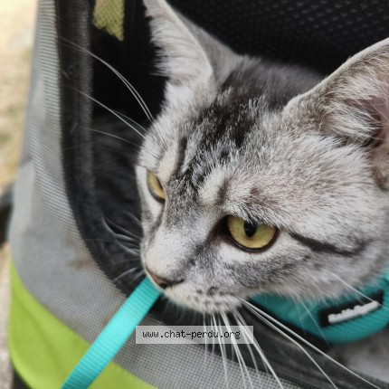 Foto 3/3 chouchou Kat vermist in Anderlecht