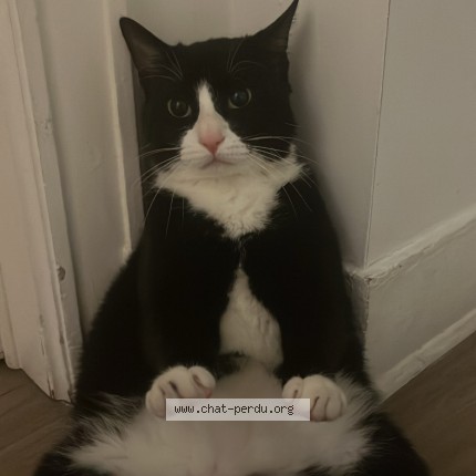 Foto 1/1 Kat teruggevonden Vermist in Saint Gilles