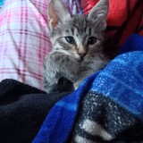 mia