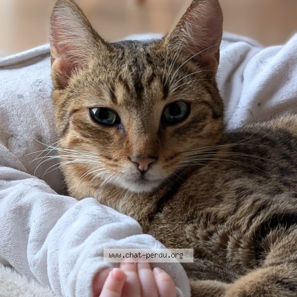 Photo of a cat found in Mortagne Au Perche
