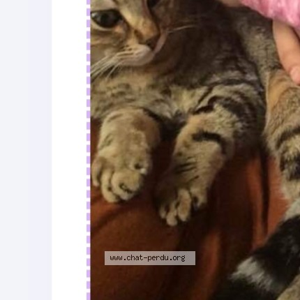 Photo of a cat found in Bordeaux