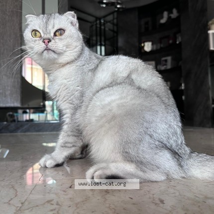 Photo of a cat found in Singapore