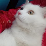 eira