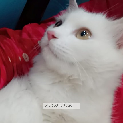 Photo 1/1 eira Cat lost in Fatehpur