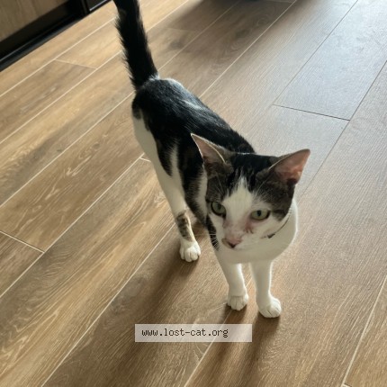 Foto 1/1 Minka Katze verloren in Troine Route
