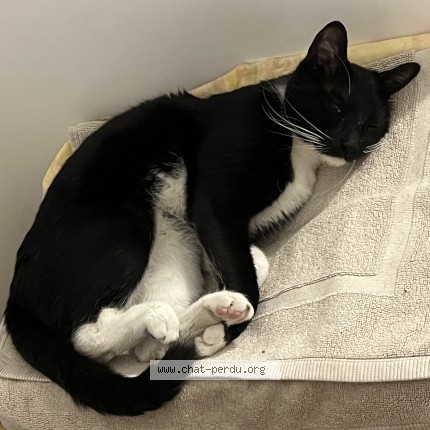 Photo of a cat found in Marseille