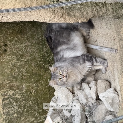 Photo of a cat found in Jaulzy