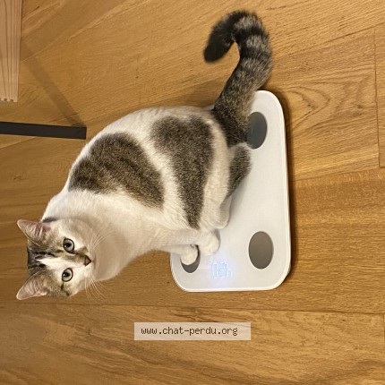 Photo of a cat found in Paris