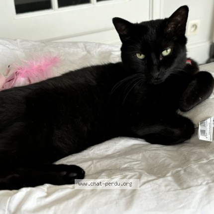 Foto 1/1 Pitoune Kat vermist in Uccle