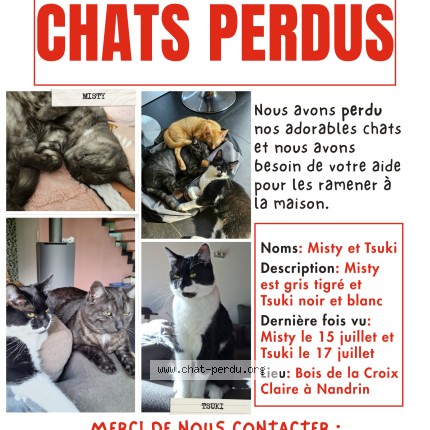 Foto 1/1 Tsuki Kat vermist in Nandrin