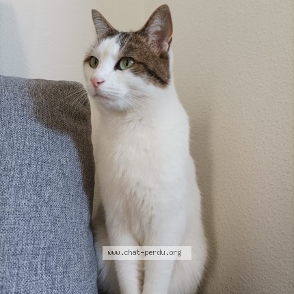 Photo of a cat found in Paris