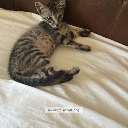 Foto 1/1 Kat teruggevonden Vermist in Bruxelles