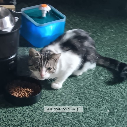 Foto 1/1 Kat gevonden Gevonden in Waterloo