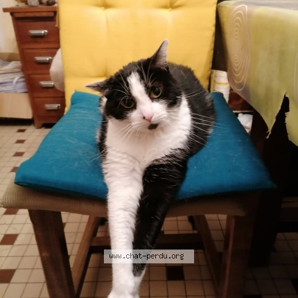 Photo of a cat found in Alencon