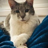 stevie cat
