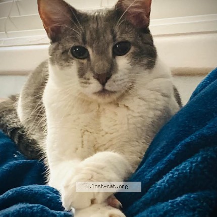 Photo 1/1 stevie cat Cat lost in Carolina Beach