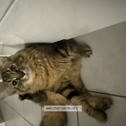 Photo of a cat found in Brignais
