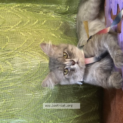 Photo 1/1 Lans Cat lost in Delfin Albano Isabela