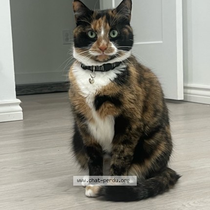 Photo 1/2 Mimi Cat lost in Montreal