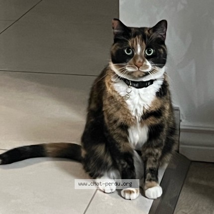Photo 2/2 Mimi Cat lost in Montreal