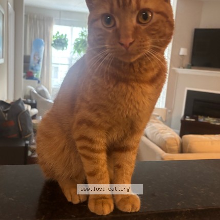 Picture of cat found at Catonsville