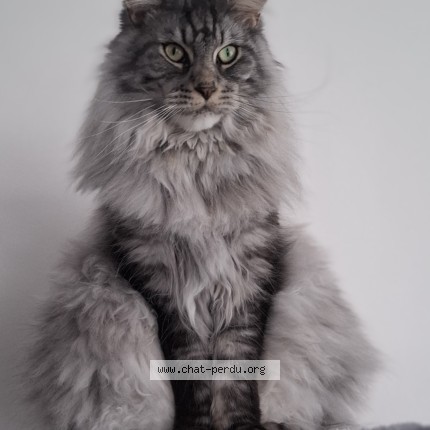 Photo of a cat found in Bois De Cene
